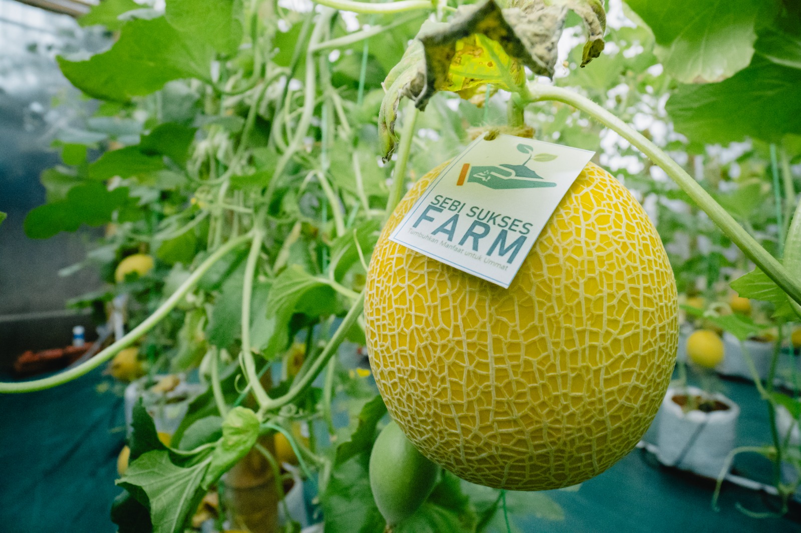 Melon Inthanon Hasil Kolaborasi Zakat Sukses, SEBI, dan Wakaf Sukses Siap Jadi Ikon Pemberdayaan